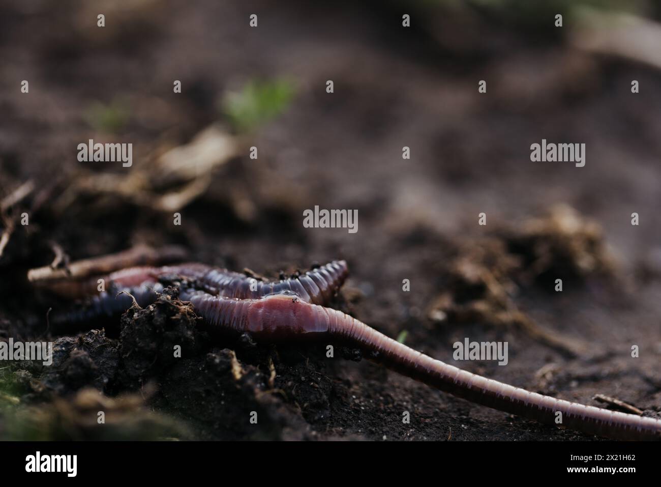 Primo piano di lombrichi che si accoppiano in terreno umido dopo una tempesta di pioggia Foto Stock