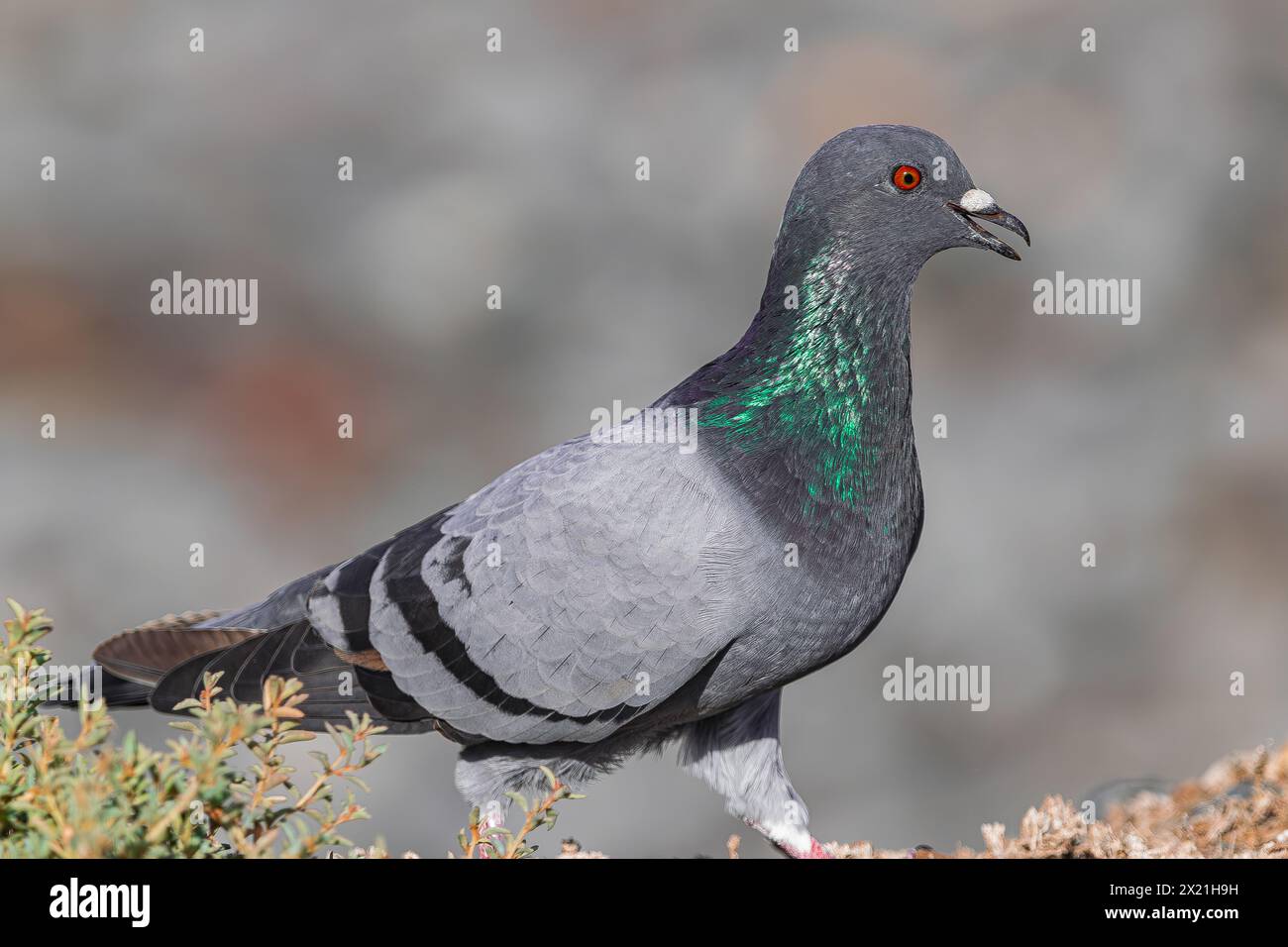 Piccione comune, (Columba livia canariensis), camminando per terra, Tenerife, isole Canarie Foto Stock