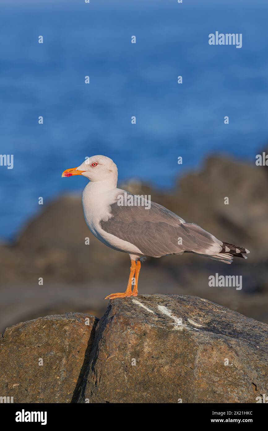Gabbiano con le gambe gialle (Larus cachinnans atlantis), in piedi su rocce vulcaniche, con luce solare e sfondo blu dell'oceano Atlantico, isola di Tenerife Foto Stock