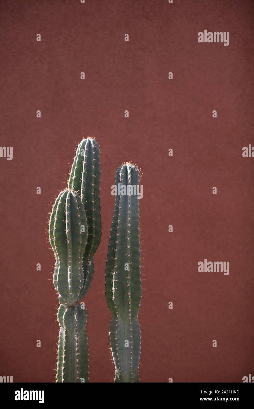 Cactus illuminati dal sole a spirale contro il muro rosso Foto Stock