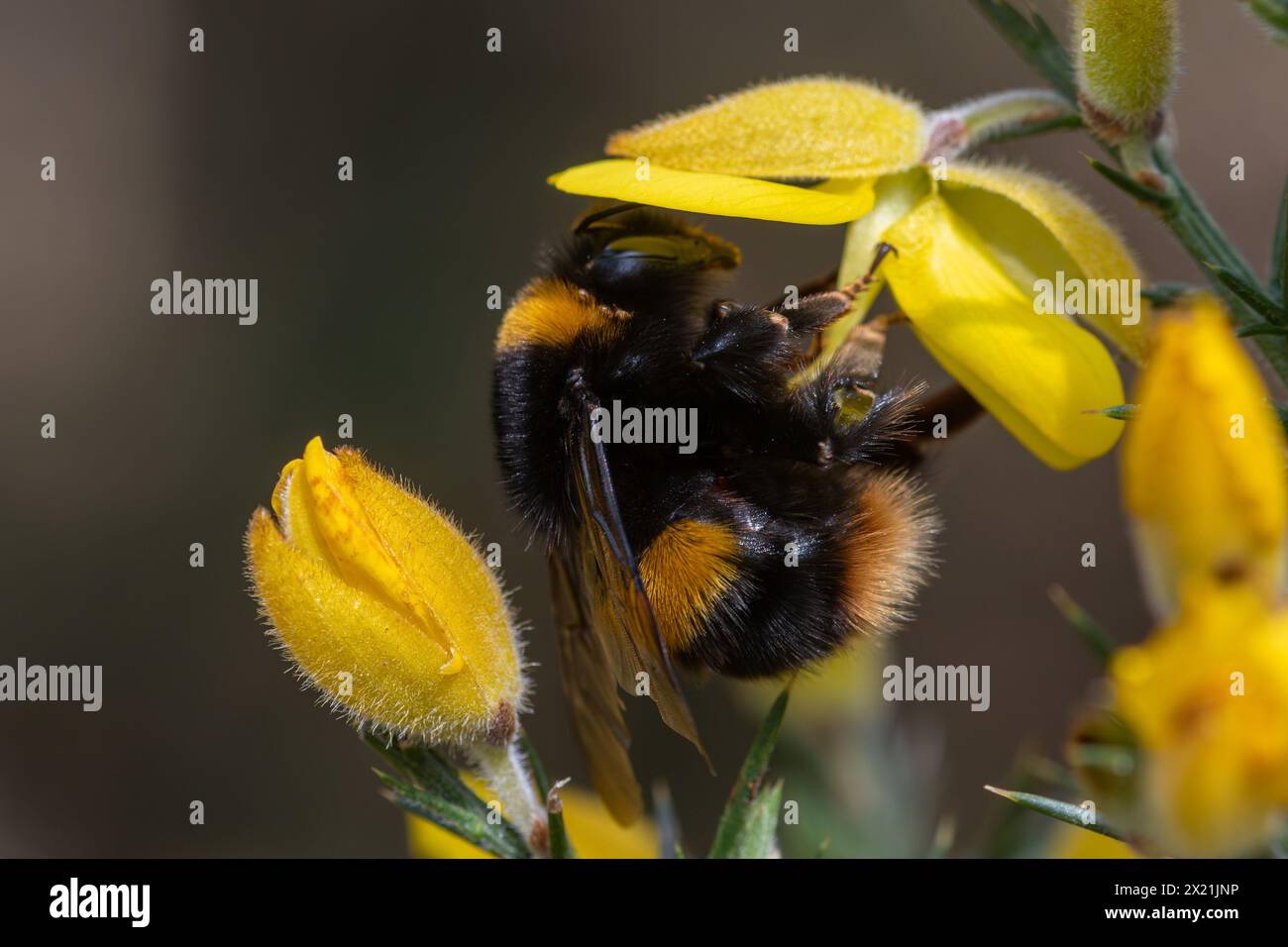 bumblebee Queen (Bombus Terrestris) con coda di bue su fiori gialli di gorse, Hampshire, Inghilterra, Regno Unito Foto Stock