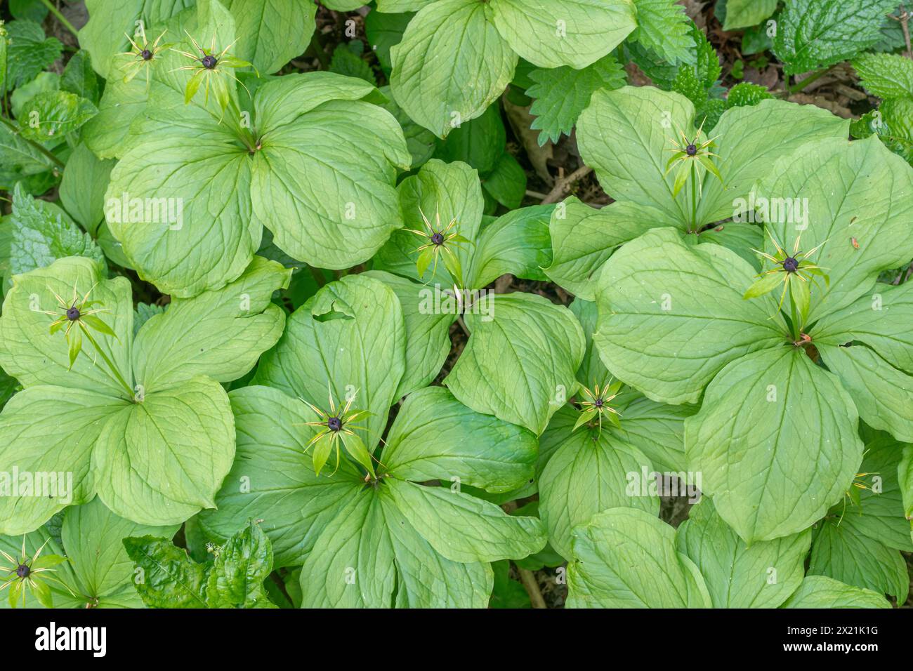 Herb paris (Paris quadrifolia) cresce in una zona di boschi umidi, Hampshire, Inghilterra, Regno Unito, durante aprile o primavera Foto Stock