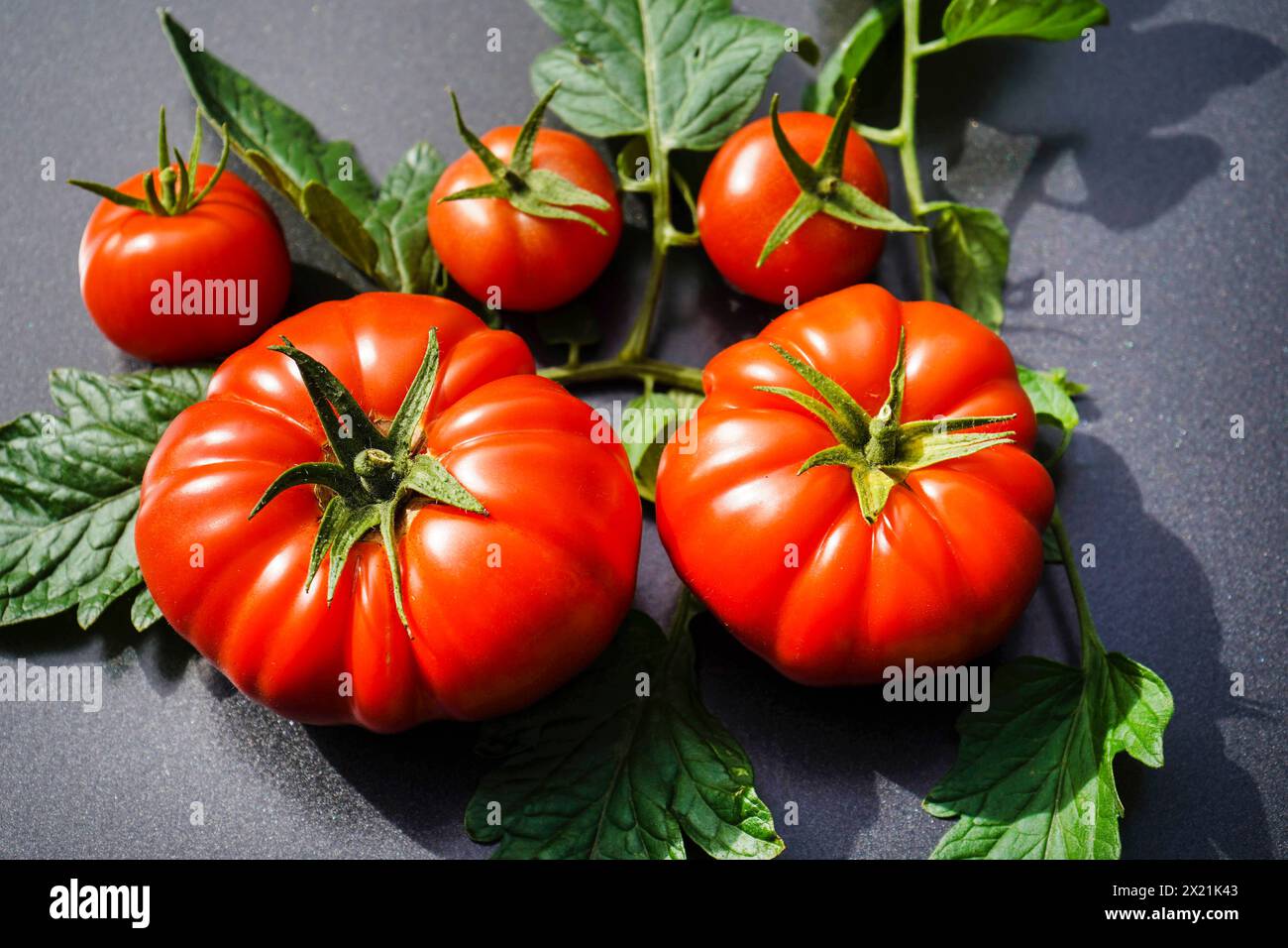 Pomodoro da giardino (Solanum lycopersicum, Lycopersicon esculentum), pomodori di manzo a bordo Foto Stock