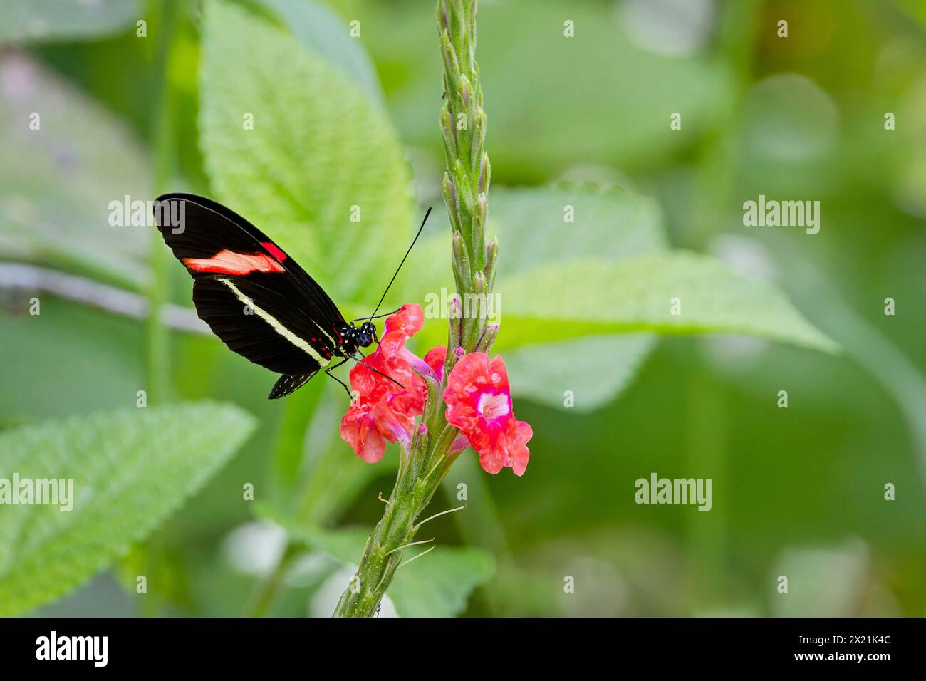 Postino rosso, piccolo postino, farfalla rossa del fiore della passione, longwing con cerotto (Heliconius erato), succhia il nettare dalla fioritura di Porterweed, St Foto Stock