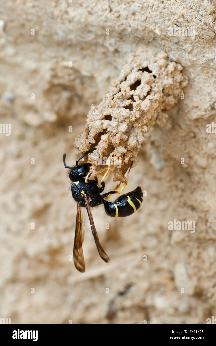 Spiny Mason Wasp (Odynerus spinipes, Oplomerus spinipes), costruisce un nido di argilla, Germania Foto Stock