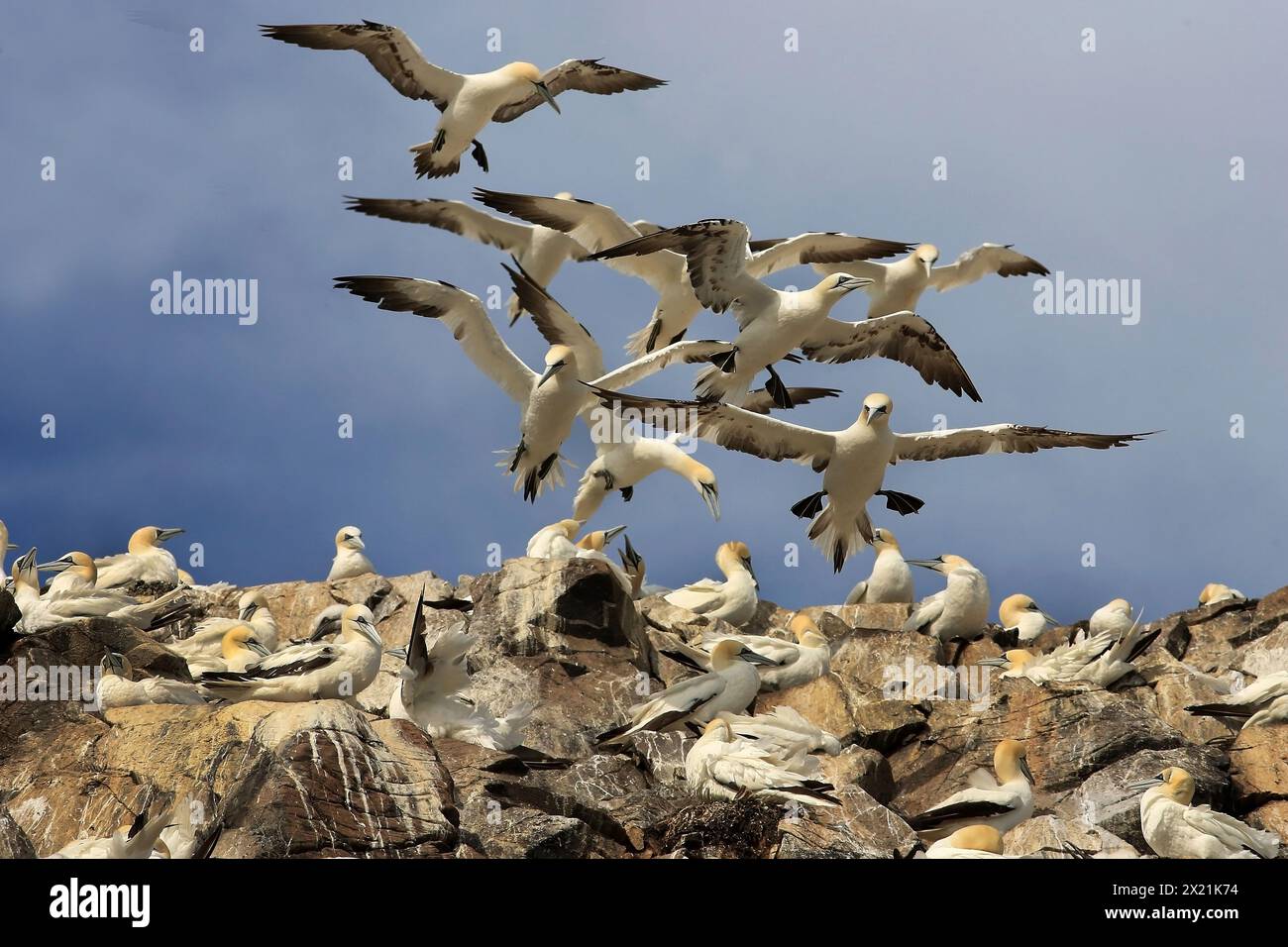 Gannet settentrionale (Sula bassana, Morus bassanus), durante un vento feroce i gannetti settentrionali sono in volo, Regno Unito, Scozia Foto Stock