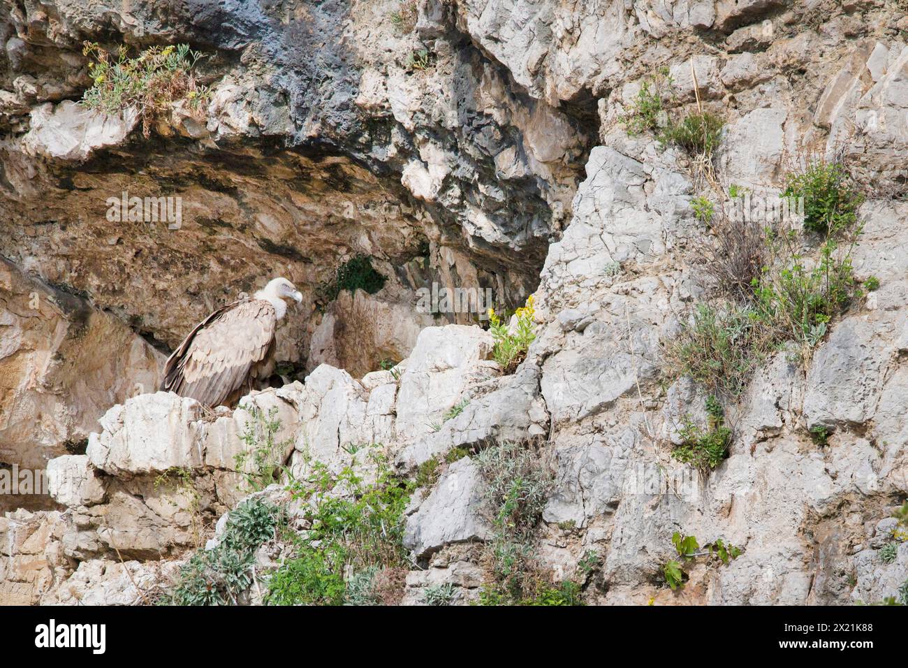 Avvoltoio griffon, avvoltoio griffon eurasiatico (Gyps fulvus), arroccato in un eyrie in un rifugio roccioso, vista laterale, Croazia Foto Stock