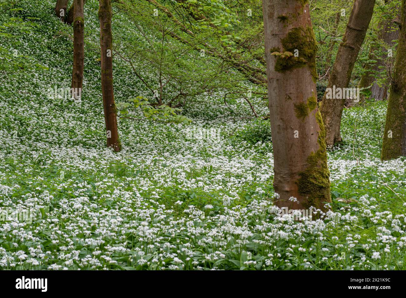 Aglio selvatico (Allium ursinum, ramsons) fiori selvatici tappeti nel bosco durante aprile o primavera, Hampshire, Inghilterra, Regno Unito Foto Stock