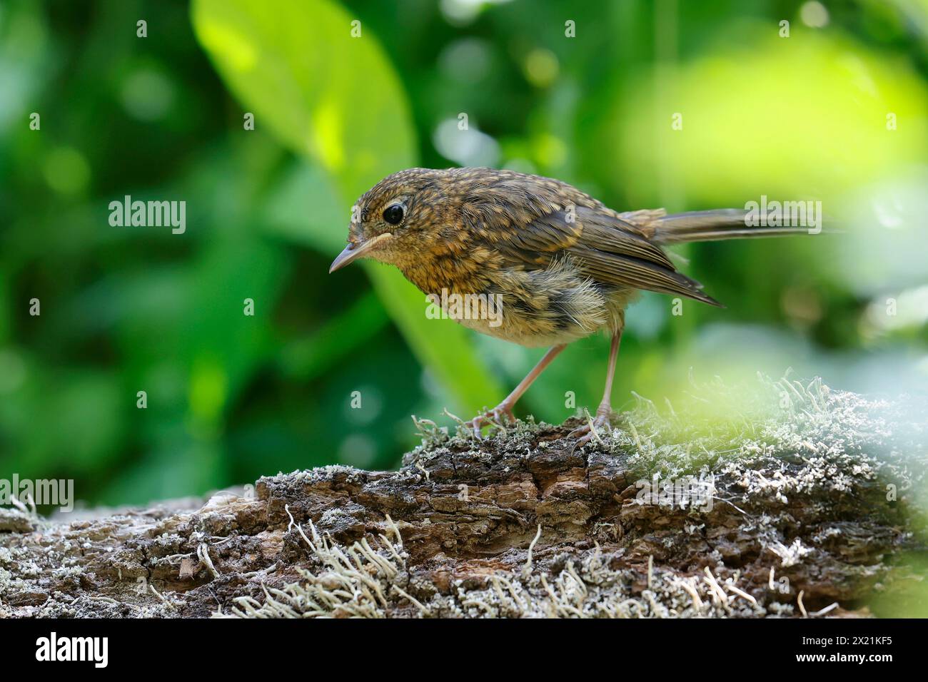 European robin (erithacus rubecula), giovanile siede per terra, Germania Foto Stock