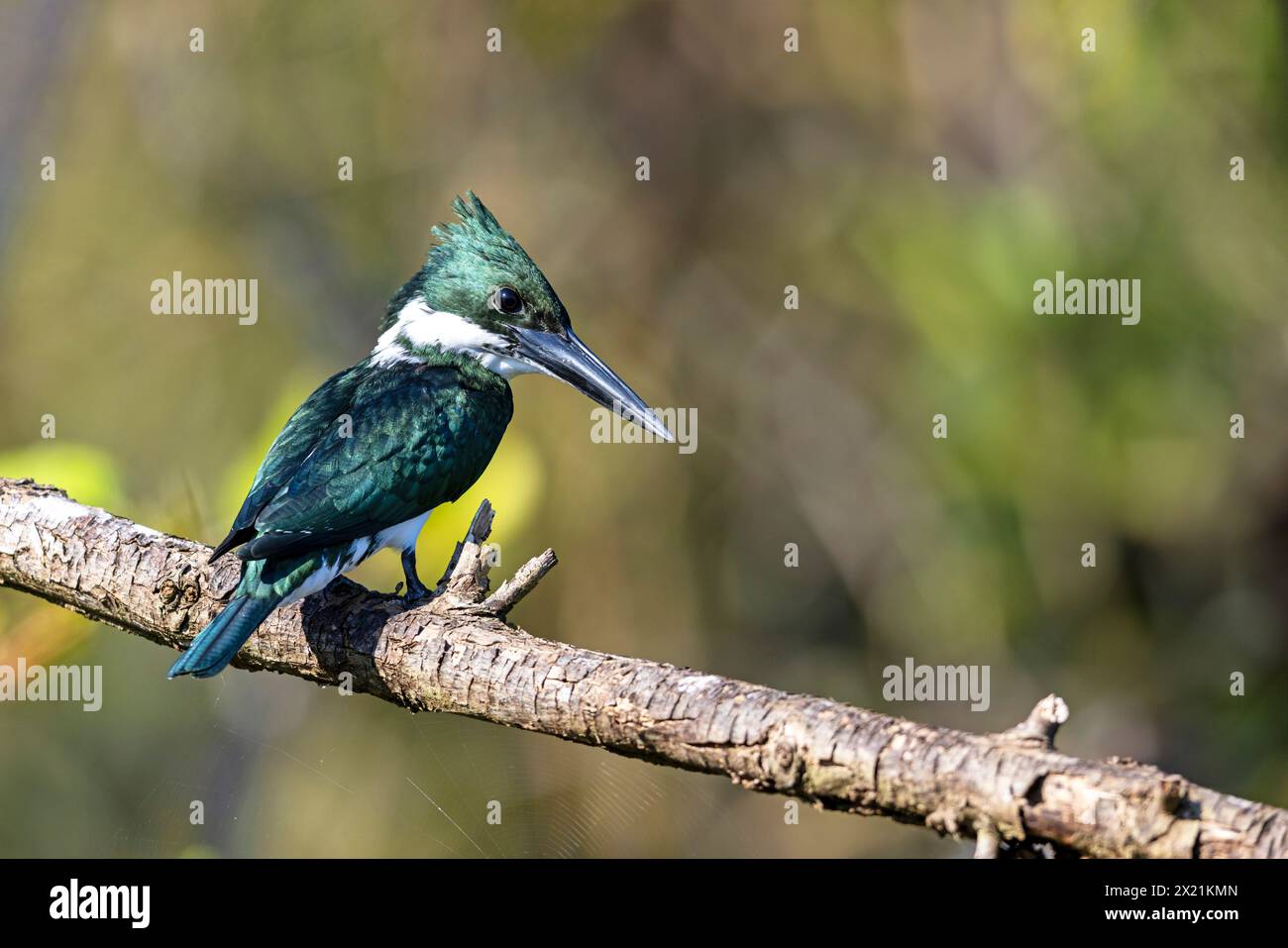 Amazon kingfisher (Chloroceryle amazona), donna appollaiata su una filiale, Costa Rica, Tarcoles Foto Stock