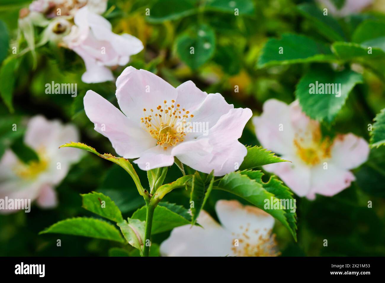 Rosa canina, fiori, Germania Foto Stock