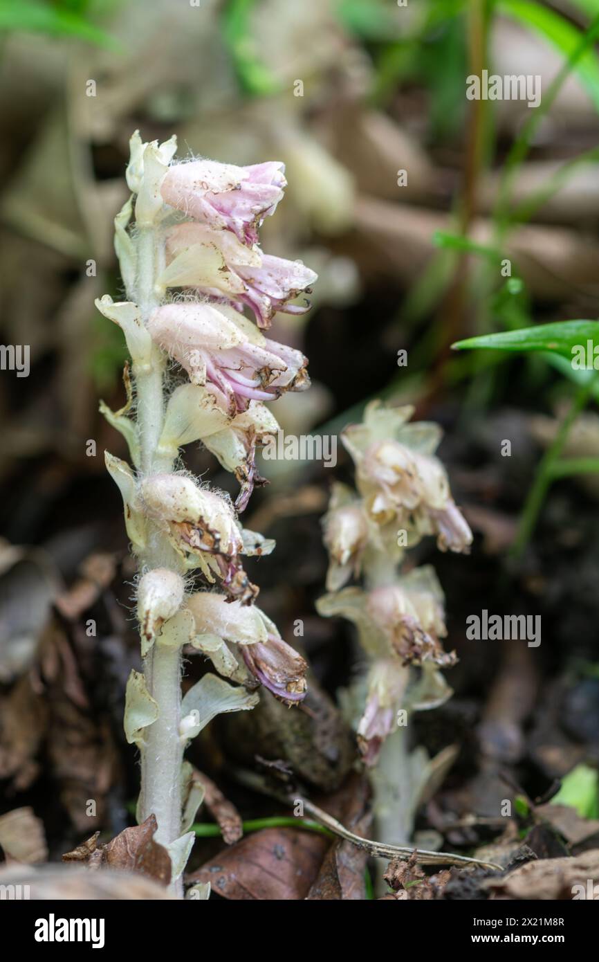 Lathraea squamaria, il comune mosto da denti, una rara pianta parassitaria in un bosco inglese nell'Hampshire, Regno Unito, durante la primavera Foto Stock