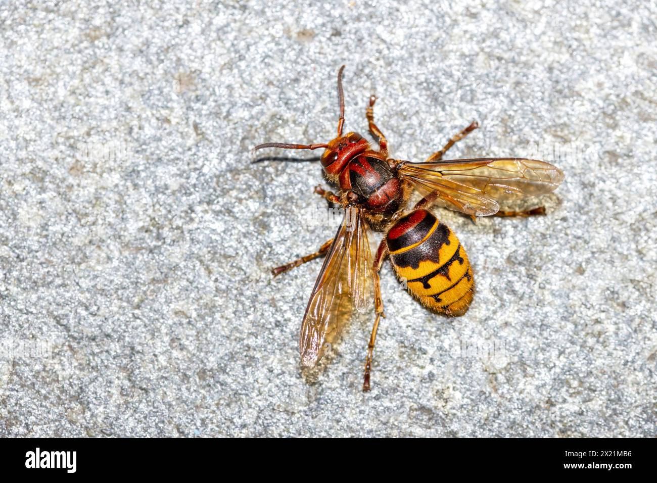 hornet, calabrone, calabrone europeo (Vespa crabro), corre sul pavimento, Germania, Renania settentrionale-Vestfalia Foto Stock