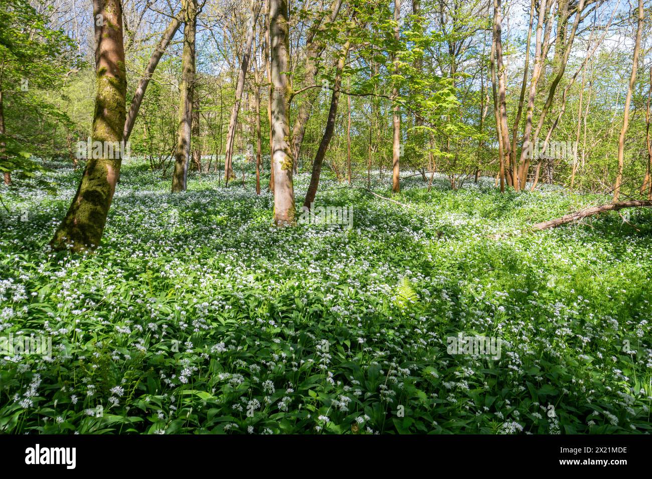 Aglio selvatico (Allium ursinum, ramsons) fiori selvatici tappeti nel bosco durante aprile o primavera, Hampshire, Inghilterra, Regno Unito Foto Stock