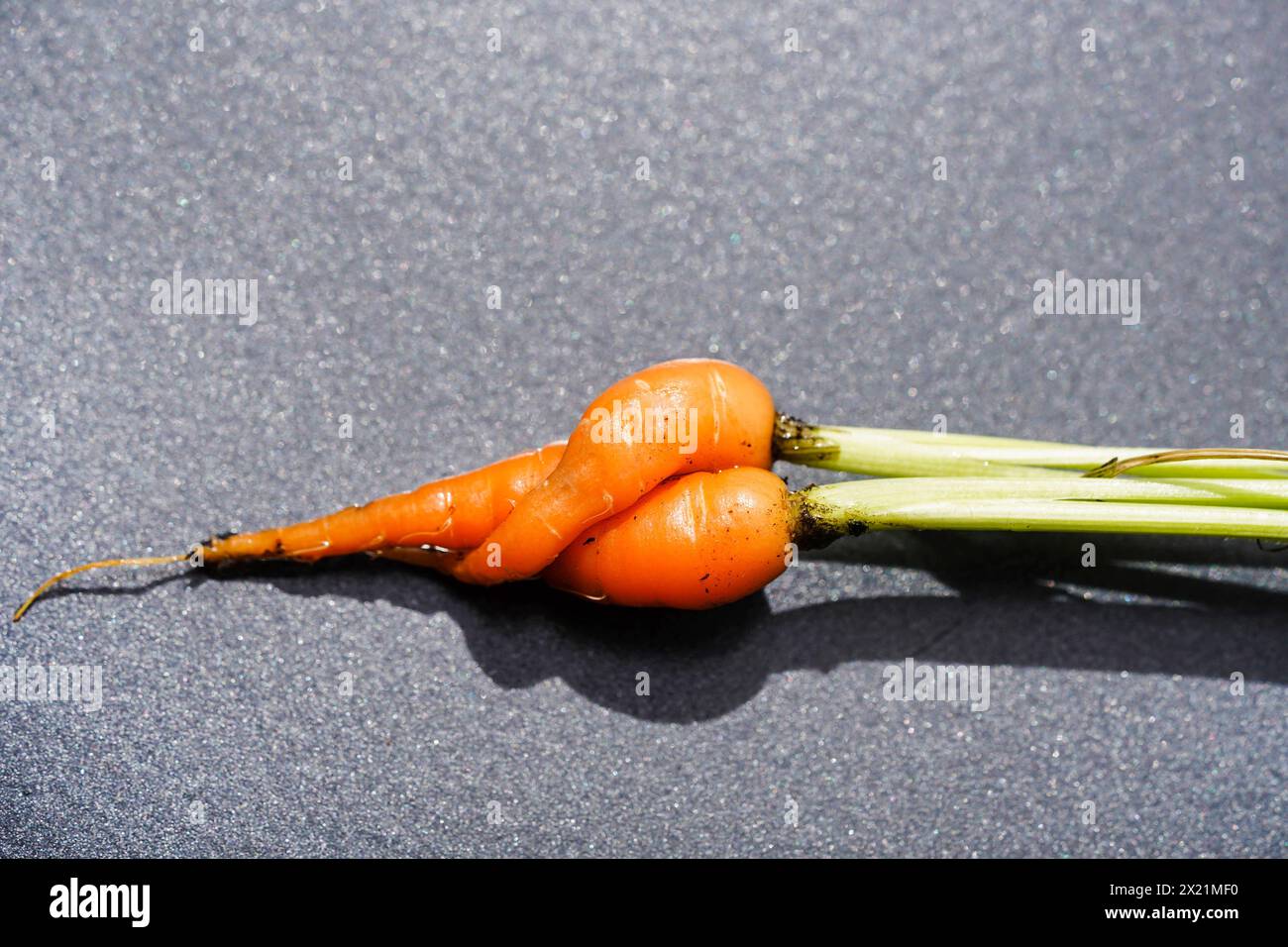 Carota (Daucus carota subsp. Sativus, Daucus carota var. sativus), carota coltivata in modo insolito, gambe incrociate Foto Stock