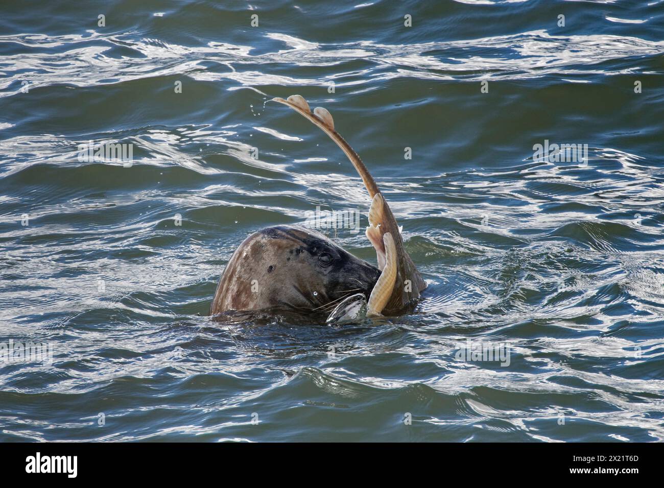 Foca grigia (Halichoerus grypus) che tiene un raggio dagli occhi piccoli (Raja microocellata) nelle sue mascelle mentre nuota in una foce dell'estuario, Corwall, Regno Unito, aprile. Foto Stock