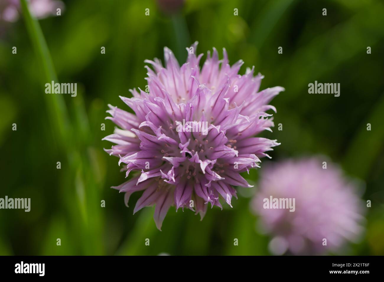 fiori nel parco reale Foto Stock