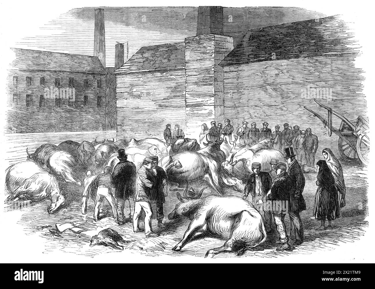 Illustrazioni dell'inondazione a Sheffield: Drowned Cattle at High Bank, on the River Don, 1864. Dopo lo scoppio di un serbatoio, causato da materiali da costruzione inadeguati. Più di cento persone sono state uccise. "...un certo numero di bovini... giacevano a High Bank, dopo essere stati trasportati dall'alluvione in quella parte del fiume - le loro carcasse sono enormemente gonfie, e intonacate di fango e argilla, uno spettacolo brutto, e simili si possono trovare raramente nei sobborghi di una grande città commerciale. Quando la luce del giorno si ruppe, il sabato mattina, grandi alberi, mucche e cavalli morti giacevano mescolati con diversi corpi umani Foto Stock