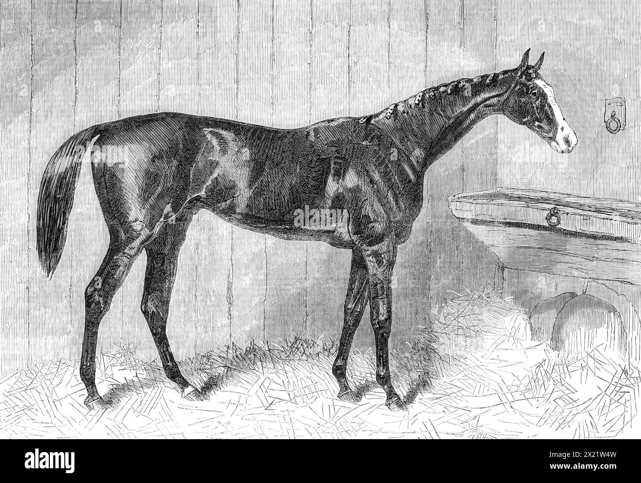 Blair Athol, il vincitore del Derby, 1864. Incisione di uno schizzo del signor Harry Hall, di Newmarket. "Il castagno è poco corto di sedici mani, ma sembra meno, a causa delle sue proporzioni molto fini e delle costole arrotondate. Il suo viso è notevole per il suo bianco, che si estende ad ogni occhio e proprio sopra le sue narici, e porta la sua "bandiera" albero gaily'. Da "Illustrated London News", 1864. Foto Stock