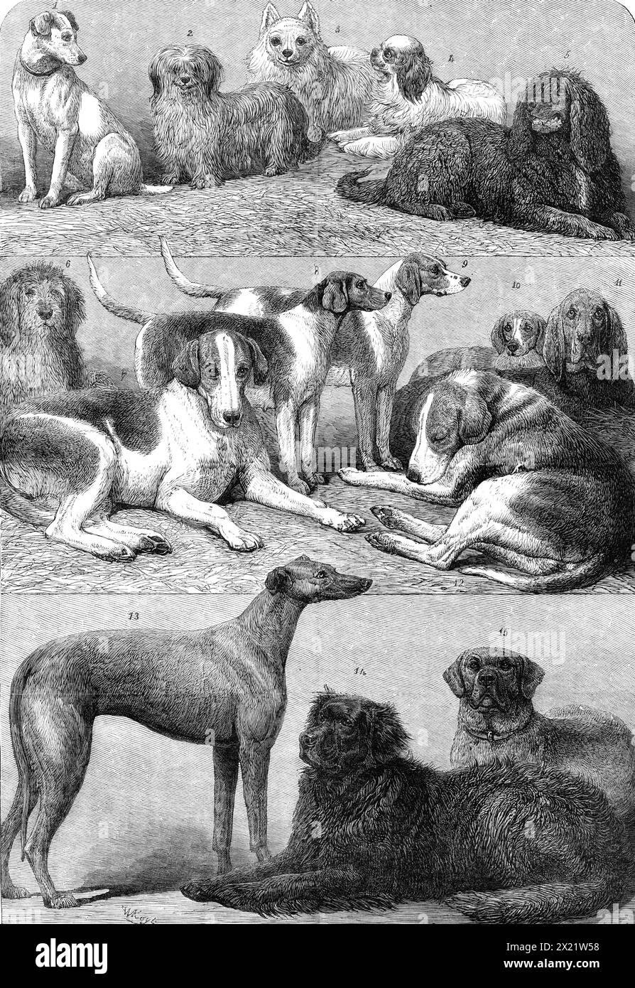 Prize Dogs of the Second International Dog Show presso l'Islington Agricultural Hall, 1864. "Ognuno di questi cani ha vinto un primo premio nella propria classe, tranne i "Harriers" del Principe di Galles (tre coppie) e il suo mastino indiano, che ha ottenuto il secondo premio, anche se molto ammirato... No 1, Mr. T. Wotton's Fox-terrier; 2, Mr. R, W. Boyle's Syke terrier; 3, Mr. W. Eaton's Pomeranian; 4, Mr. J. Hawkins's Blenheim spaniel; 5, Mr. B. W. Boyle's Irish Water-spaniel; 6, Mr. Tyringham's otter-hound Sailor; 7, Mr. C. Barnett's Fox-hound Stud; 8, Mr. G. Race's Harrier Garnish; 9, uno dei signori Beard A. Foto Stock