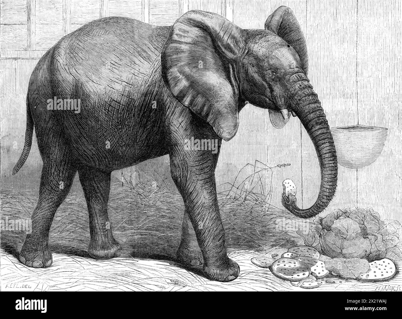 L'elefante africano di nuova importazione presso i Giardini della società Zoologica, Regent's Park, [Londra], 1865. '...no esempio della specie africana è stato precedentemente esposto... [qui], né, crediamo, un tale animale sia mai stato portato in Inghilterra vivo. Poiché, tuttavia, l'elefante africano è molto distinto nella sua forma esterna e nella sua struttura interna dalla specie indiana, il consiglio della società è stato a lungo desideroso di riunire i due elefanti fianco a fianco nel gardens...it è solo nelle ultime settimane che la... società è riuscita ad ottenere Foto Stock