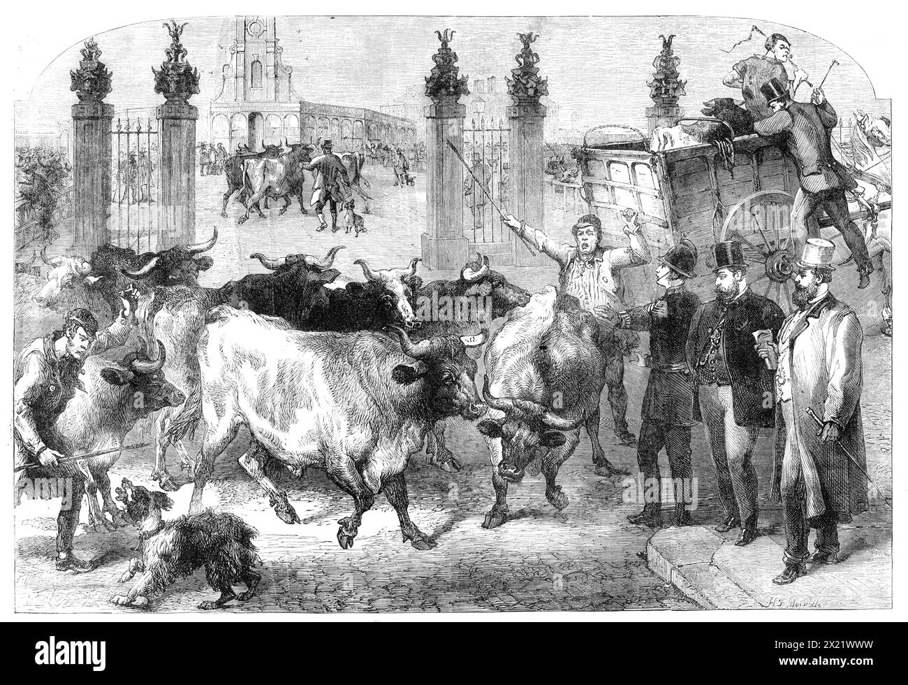 Ispezione di bovini stranieri presso il mercato bovino metropolitano, [Copenhagen-Fields, Londra], 1865. "L'importanza di esercitare una rigorosa supervisione sullo stato sanitario di questi bovini... ha recentemente occupato gran parte dell'attenzione del pubblico... signor Gibbins [presidente del Comitato mercati, Corporation di Londra] e Mr. Rudkin... [ispezionarono] il mercato del bestiame di Islington, e visitarono i diversi macelli. Qui un certo numero di mucche sono state trovate in uno stato di malattia molto brutto, e sono state immediatamente sequestrate e condannate dall'ufficiale. Anche il mercato stesso è stato ispezionato, e l'attenzione Foto Stock