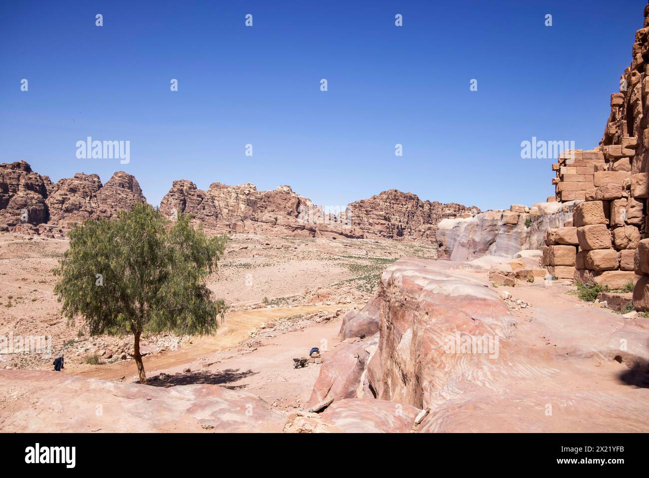 Uno dei pochi alberi dell'antica città di petra in Giordania Foto Stock