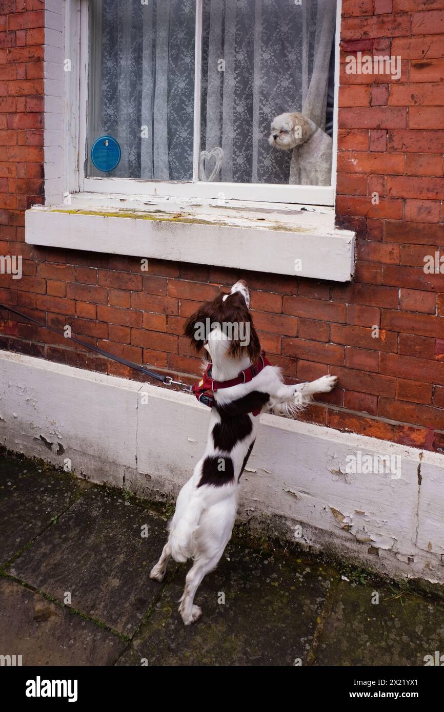 Il giovane spaniel springer salta alla finestra per vedere il cane dentro Foto Stock