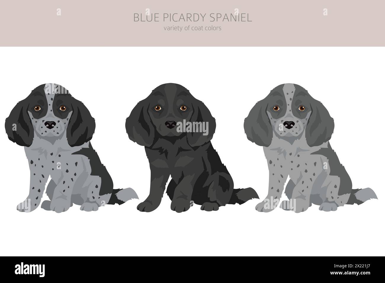 Cucciolo Blue Picardy Spaniel Clipart. Diversi colori di rivestimento e pose. Illustrazione vettoriale Illustrazione Vettoriale