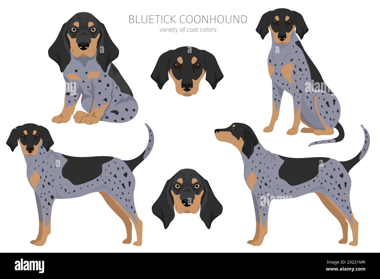 Bluetick coonhound clipart. Diversi colori del cappotto e set di pose. Illustrazione vettoriale Illustrazione Vettoriale
