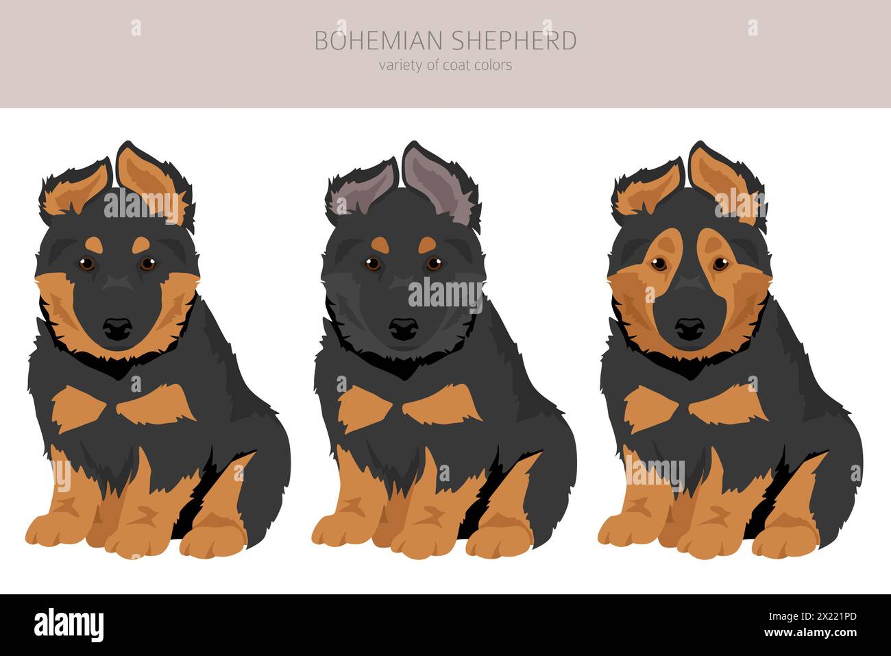 Bohemian Shepherd Dog Clipart. Set di colori per tutti i rivestimenti. Posizione diversa. Infografica sulle caratteristiche di tutte le razze di cani. Illustrazione vettoriale Illustrazione Vettoriale