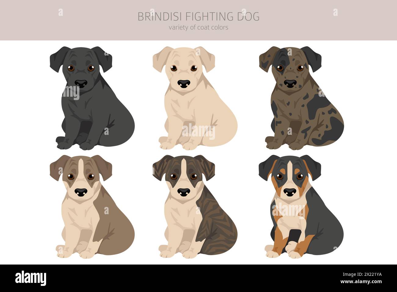 Brindisi che combatte il cucciolo clipart. Diversi colori di rivestimento e pose. Illustrazione vettoriale Illustrazione Vettoriale