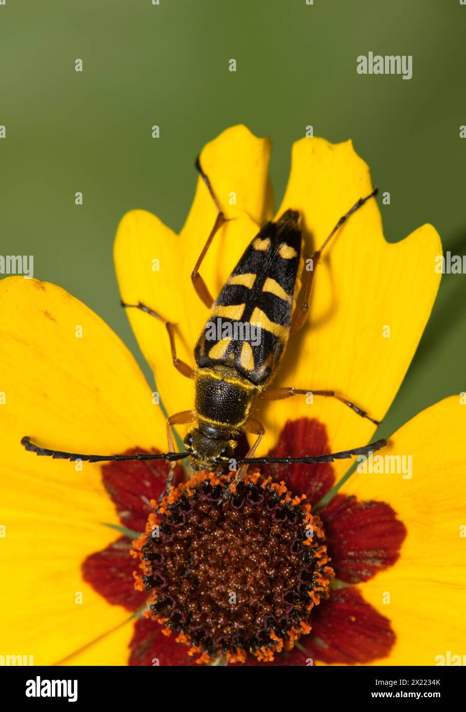Zebra longhorn Beetle (Typocerus zebra) insetti che si nutrono di nettare di fiori di semi di zecche, concetto di agricoltura per il controllo dei parassiti in primavera. Foto Stock