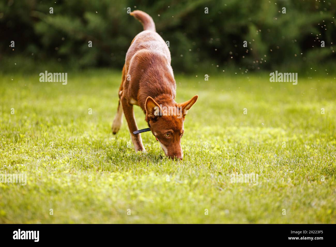 Cucciolo australiano Kelpie fuori nel cortile sul prato verde Foto Stock