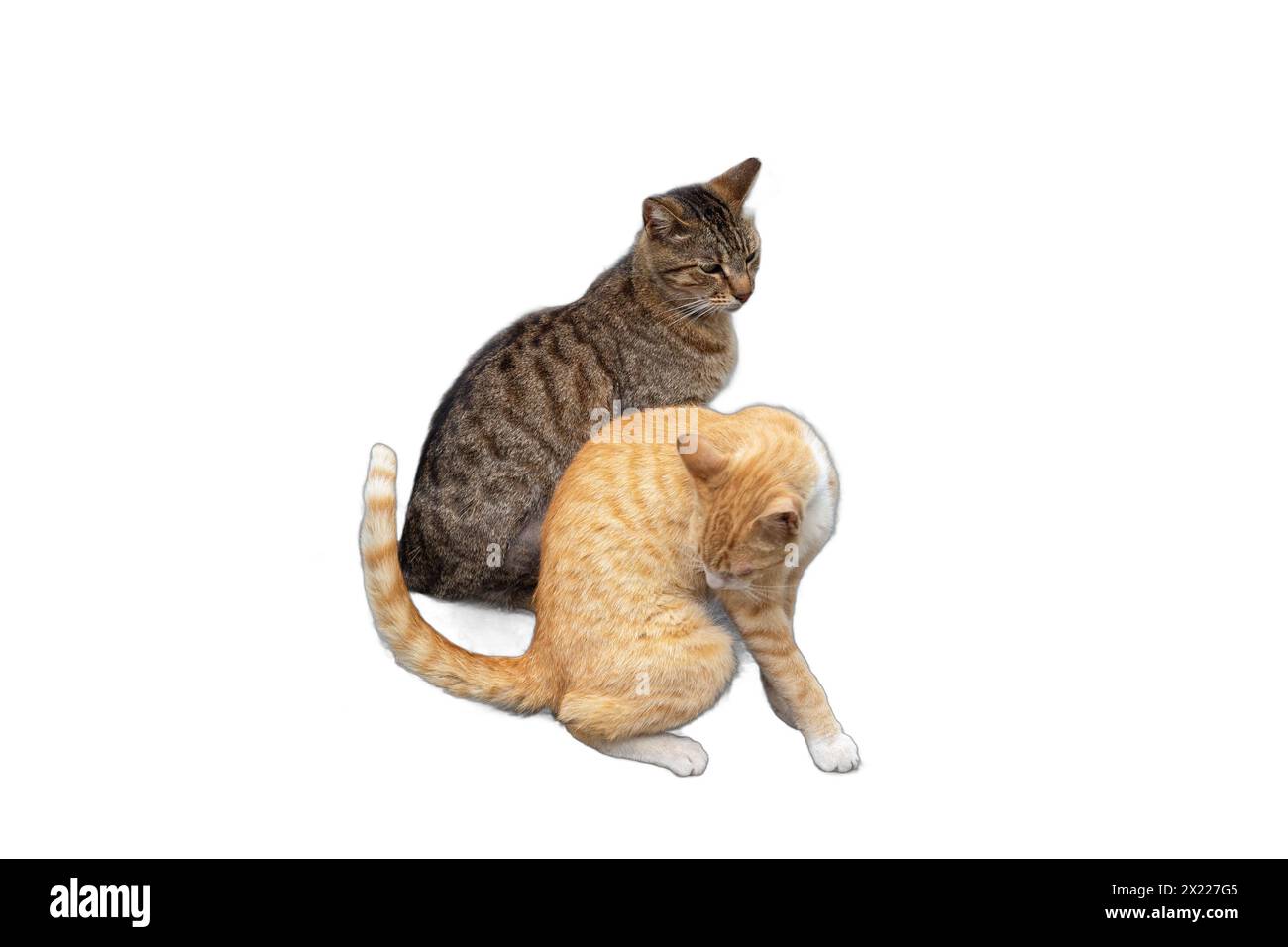 Due adorabili gatti, uno arancione e uno grigio con strisce, isolati su sfondi trasparenti. Perfetto per disegni di animali domestici, illustrazioni di animali, a. Foto Stock
