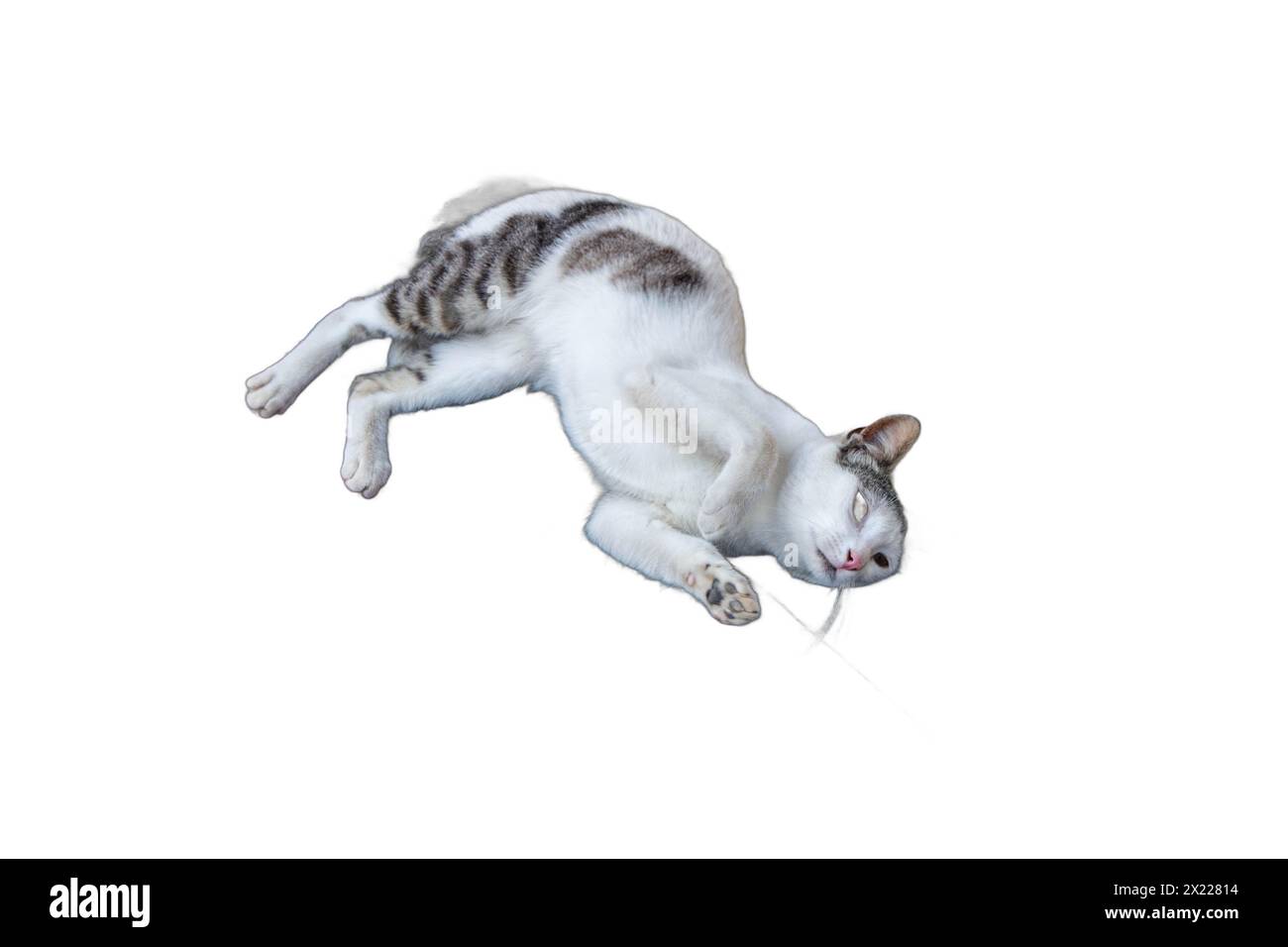 Immagini isolate di gatti sereni che si rilassano in varie pose. Perfetto per disegni legati agli animali domestici, illustrazioni per gli amanti degli animali e grafica accogliente. Foto Stock