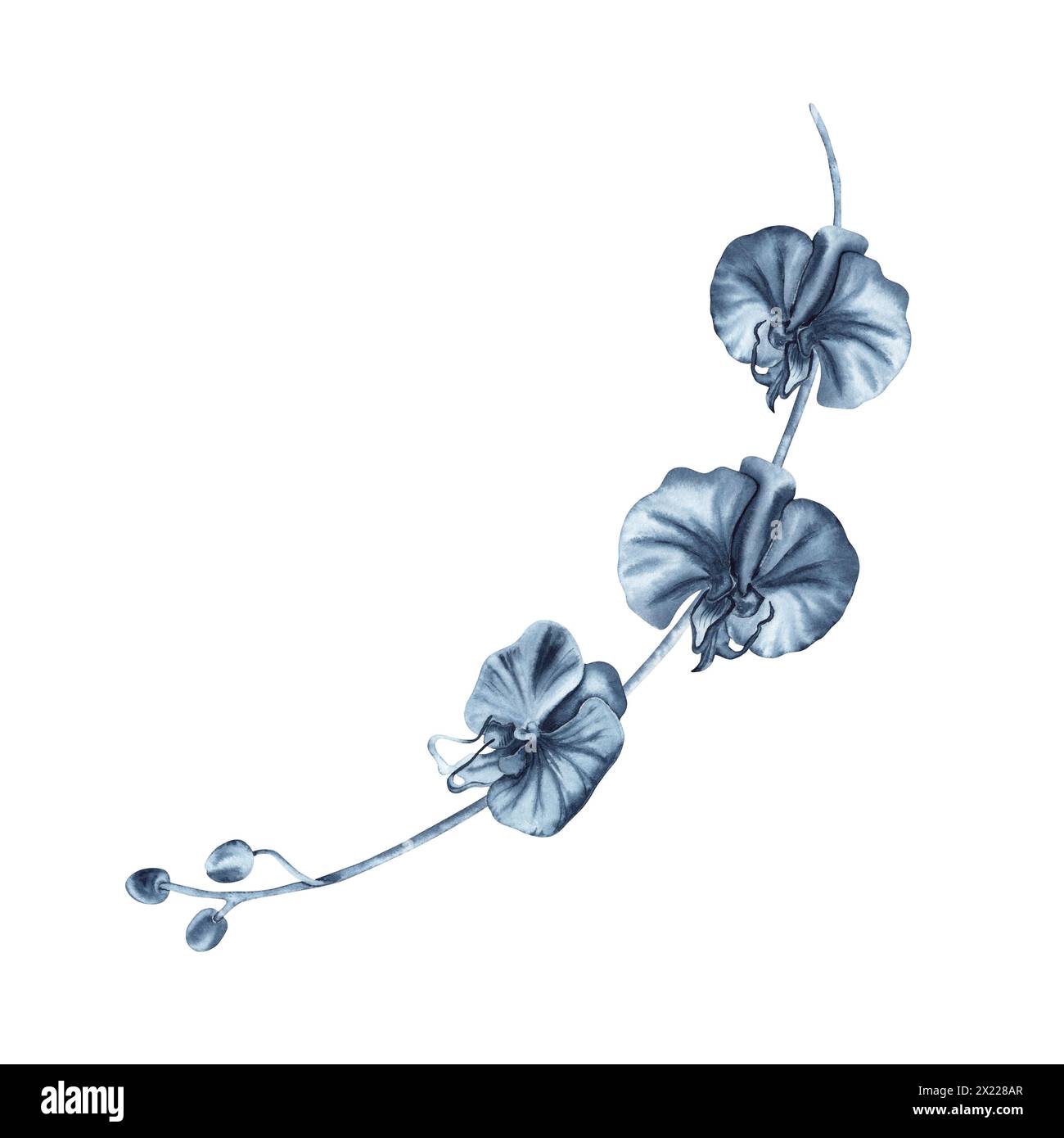I fiori di orchidea blu si ramificano con gemme. Illustrazione ad acquerello disegnata a mano isolata su sfondo bianco. Pittura floreale monocromatica Indigo per la moda Foto Stock