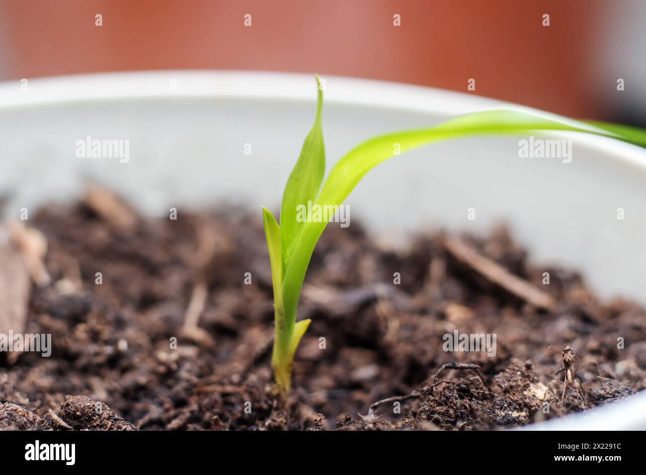 Un piccolo impianto domestico sta germogliando da uno pneumatico automobilistico sotto forma di impianto di fioritura. Si distingue in un modo unico man mano che cresce da un uncon Foto Stock