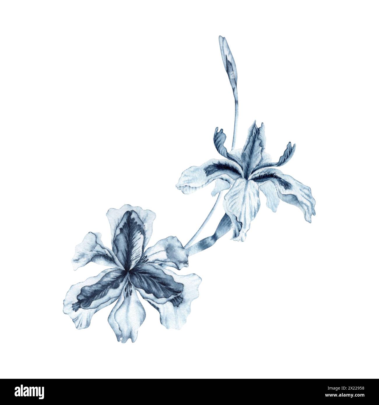 Composizione acquerello fiori di Iris. Illustrazione disegnata a mano isolata su sfondo bianco. Elemento floreale monocromatico Indigo Blue per la moda e la bellezza Foto Stock