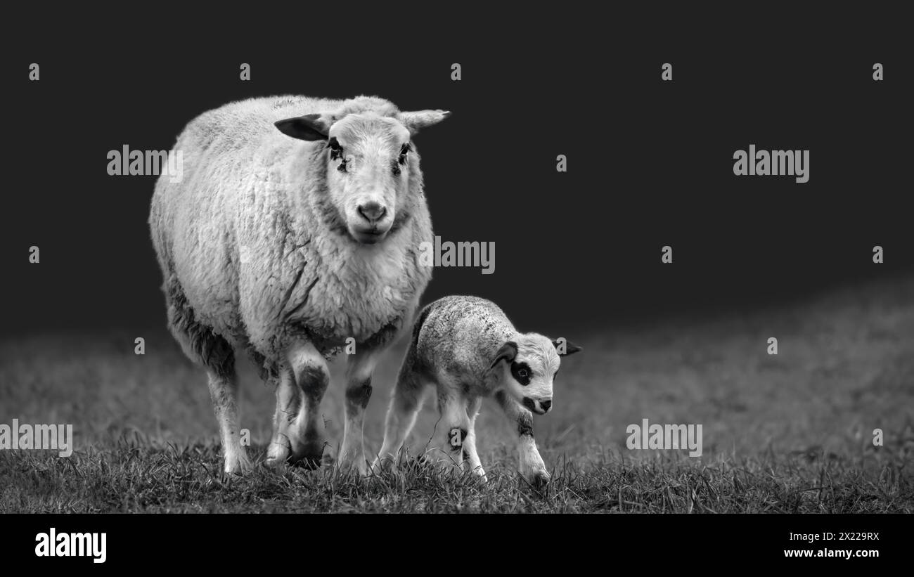 Un agnello appena nato che fa i primi passi accanto al male, all'umore scuro, monocromatico, bianco e nero, spazio per copie, minimalismo, 16:9 Foto Stock