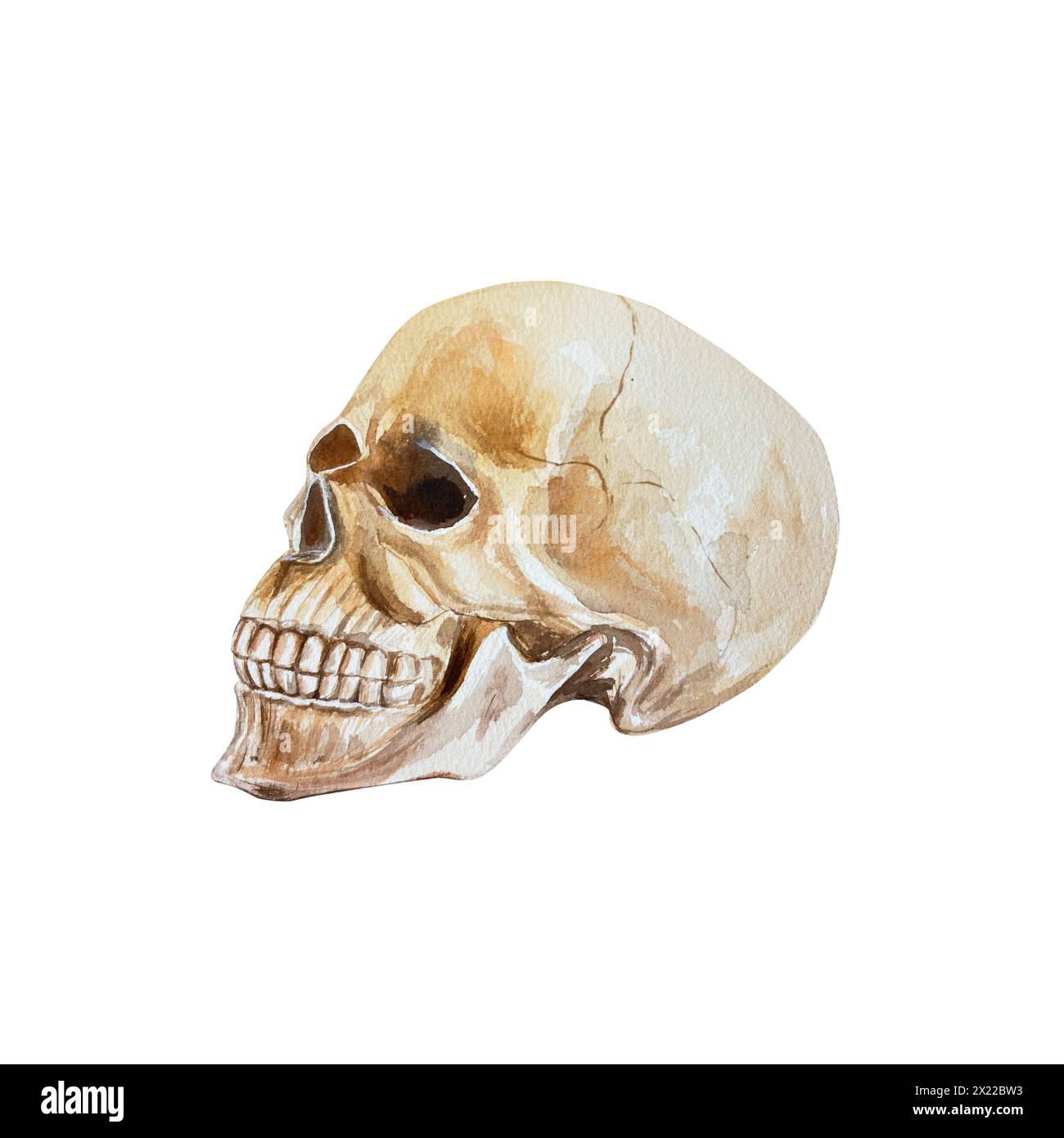 Cranio umano, vista laterale. Illustrazione ad acquerello disegnata a mano in stile vintage isolata su sfondo bianco. Per biglietti di Halloween, inviti, striscioni, c Foto Stock