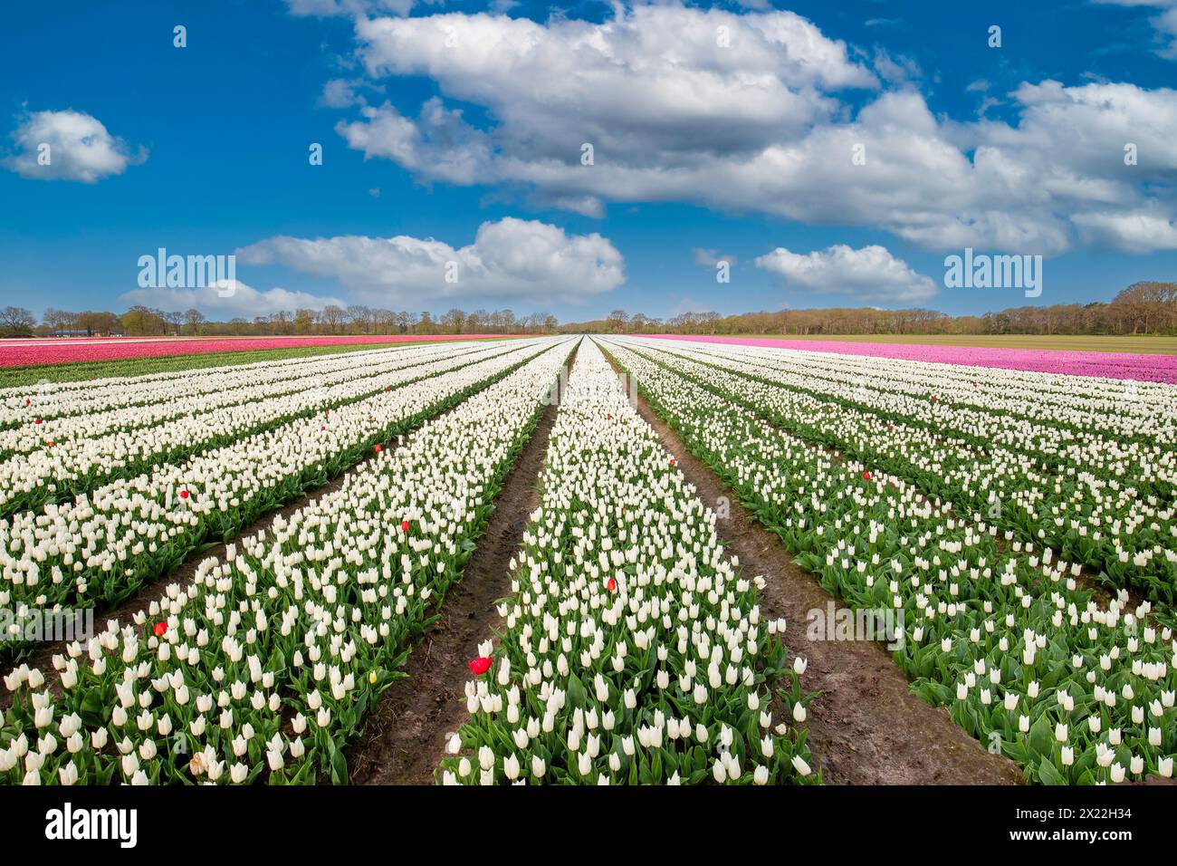 Paesaggio campo di bulbi di fiori olandesi con un singolo tulipano bianco in crescita chiamato White Prince in strette linee verticali all'orizzonte contro A. Foto Stock