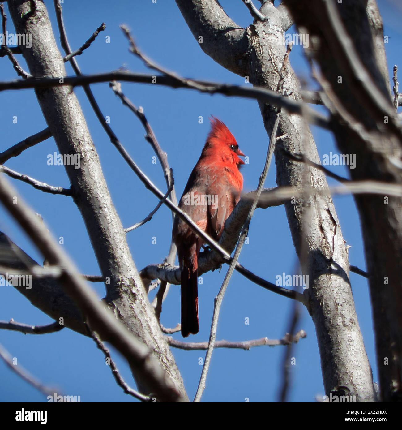 Red Cardinal su una filiale durante la stagione primaverile Foto Stock