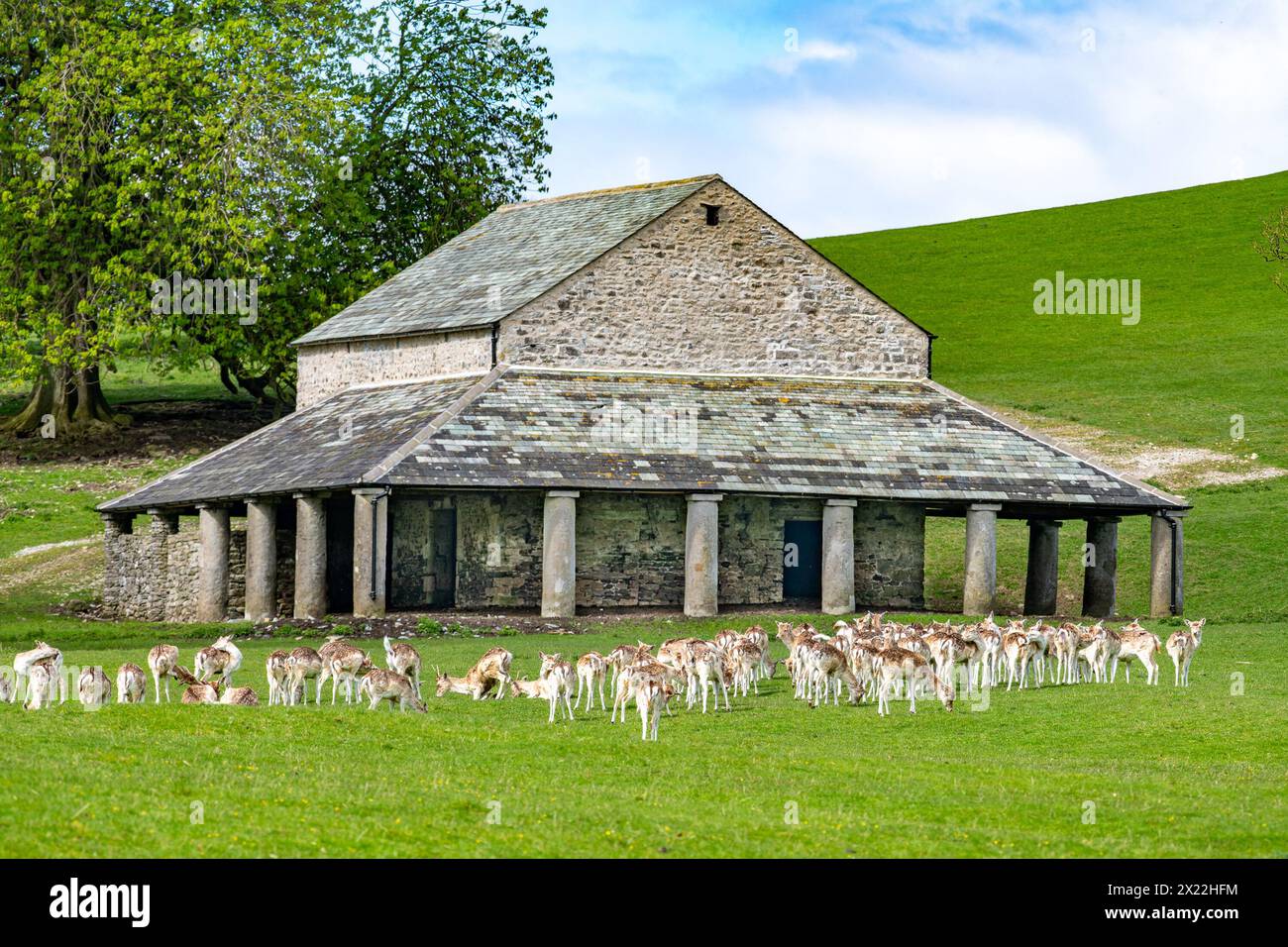 Milnthorpe, Cumbria, Regno Unito. 19 aprile 2024. I cervi a riposo pascolano di fronte al rifugio dei cervi Buck House sulla Dallam Tower Estate a Milnthorpe, Cumbria. L'edificio storico di 300 anni è stato ricostruito dopo che è stato danneggiato in un incendio doloso nell'aprile 2021. Crediti: John Eveson/Alamy Live News Foto Stock
