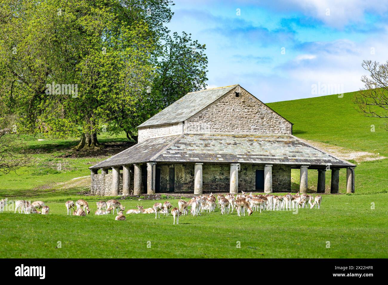 Milnthorpe, Cumbria, Regno Unito. 19 aprile 2024. I cervi a riposo pascolano di fronte al rifugio dei cervi Buck House sulla Dallam Tower Estate a Milnthorpe, Cumbria. L'edificio storico di 300 anni è stato ricostruito dopo che è stato danneggiato in un incendio doloso nell'aprile 2021. Crediti: John Eveson/Alamy Live News Foto Stock