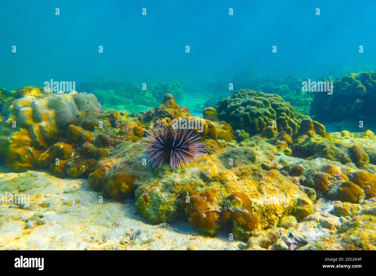 Diversi ricci di mare con spine bianche e nere spostano le loro spine fondendosi in un grumo sul fondo delle calde acque tropicali della barriera corallina Foto Stock