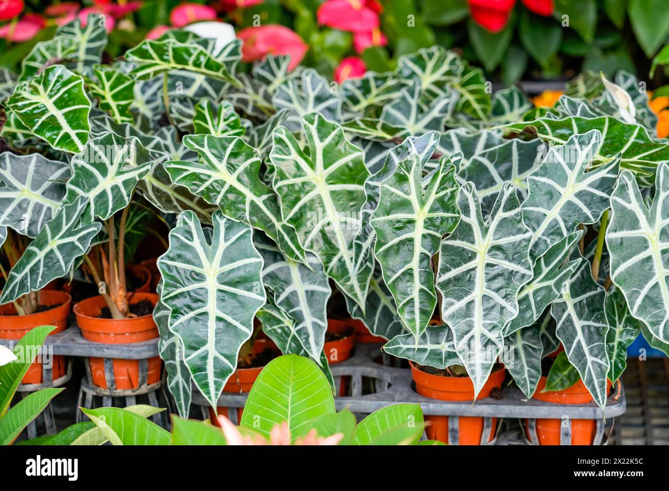 Alocasia Polly o Alocasia Amazonica e African Mask Plant su un banco del mercato del giardino. Foto Stock