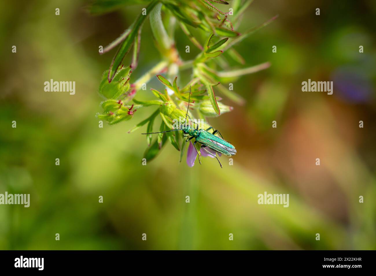 Uno scarabeo floreale dalle zampe spesse (Oedemera nobilis) che strizza su una pianta. Foto Stock