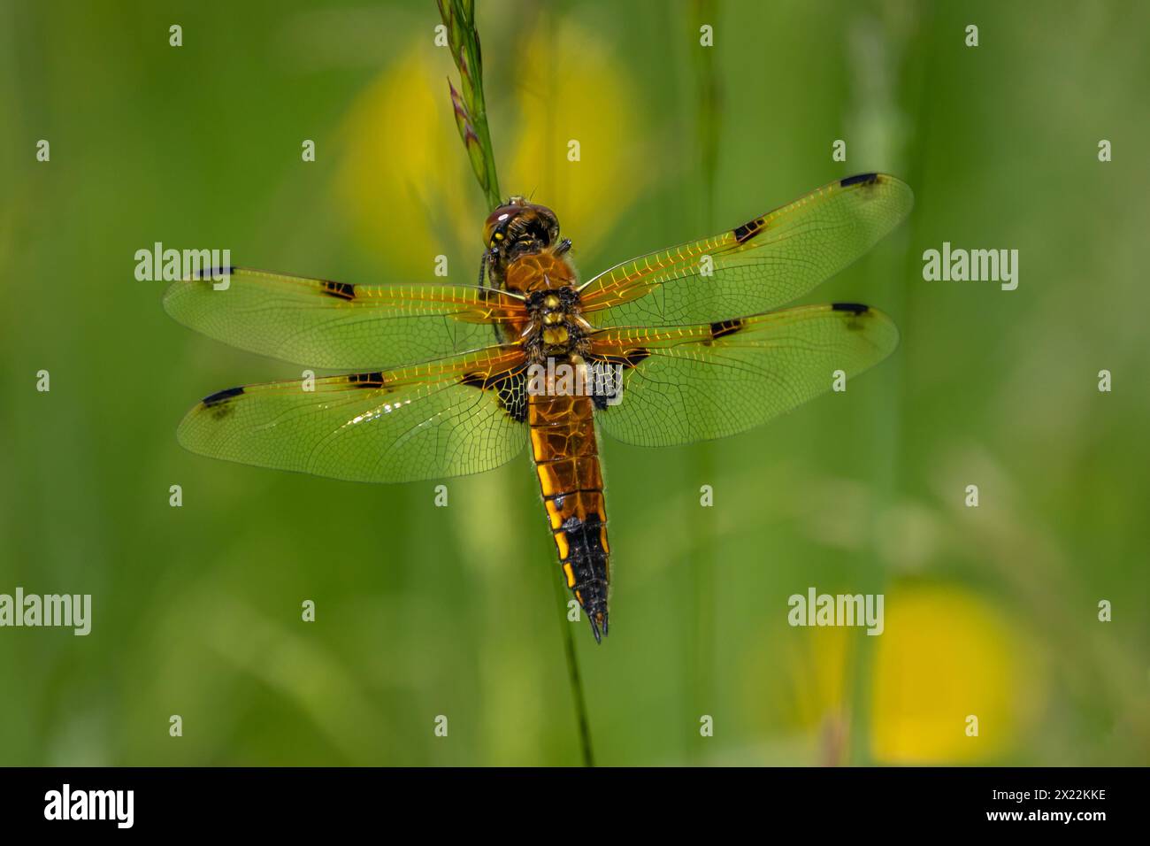 Una libellula a quattro macchie (Libellula quadrimaculata) arroccata su erba alta. Foto Stock
