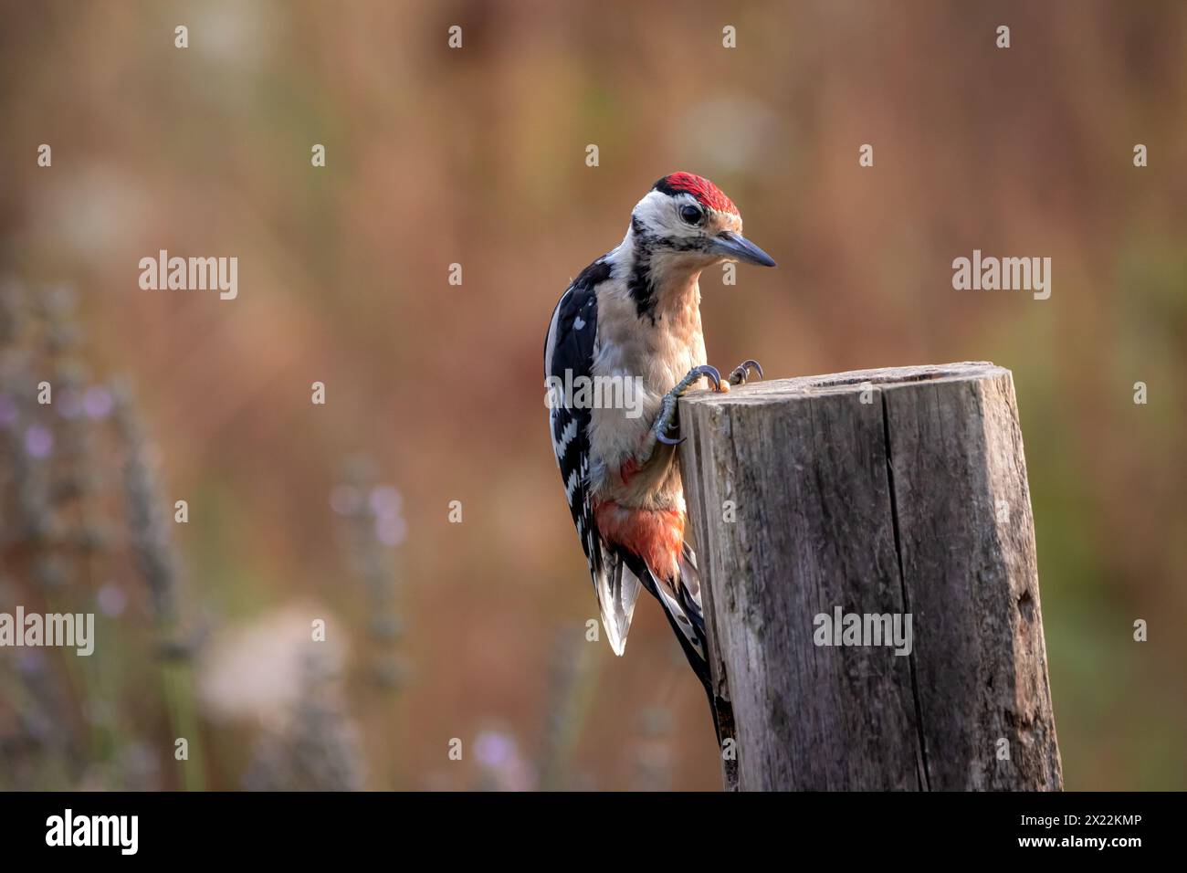 Un grande picchio macchiato (Dendrocopos Major) arroccato su un palo verticale di legno. Foto Stock
